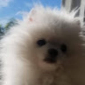 Meet your Posher, Jy